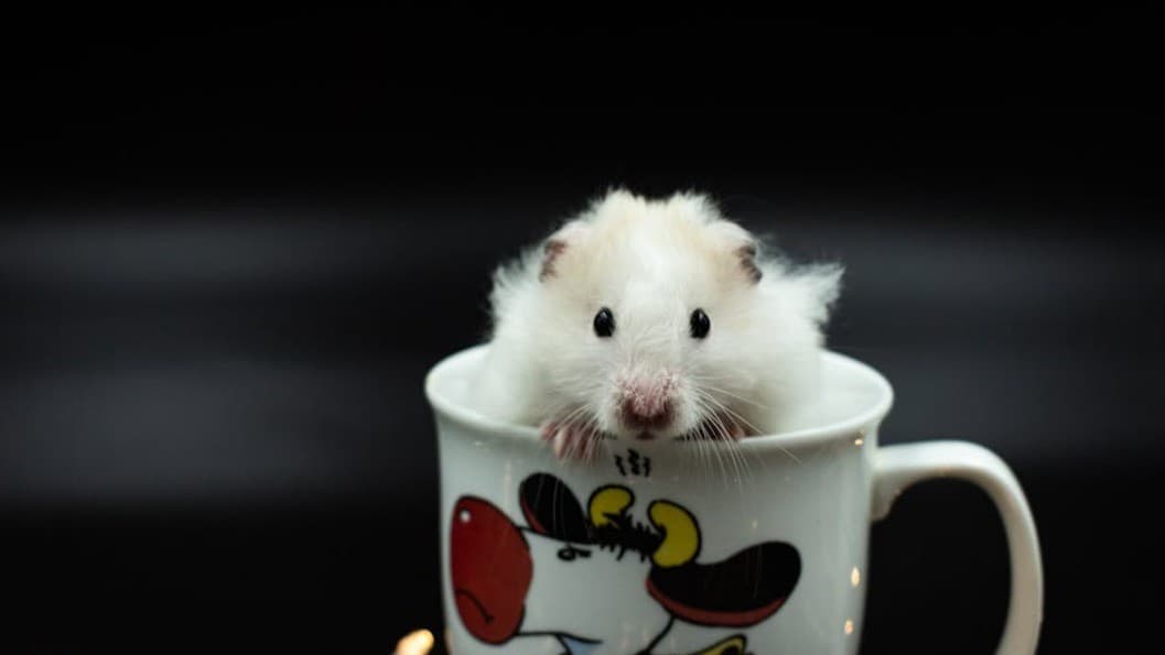 สเปรย์พ่นจมูกกู้ความจำ! ฟื้นสมองหนูแก่ ความหวังใหม่ต้านอัลไซเมอร์