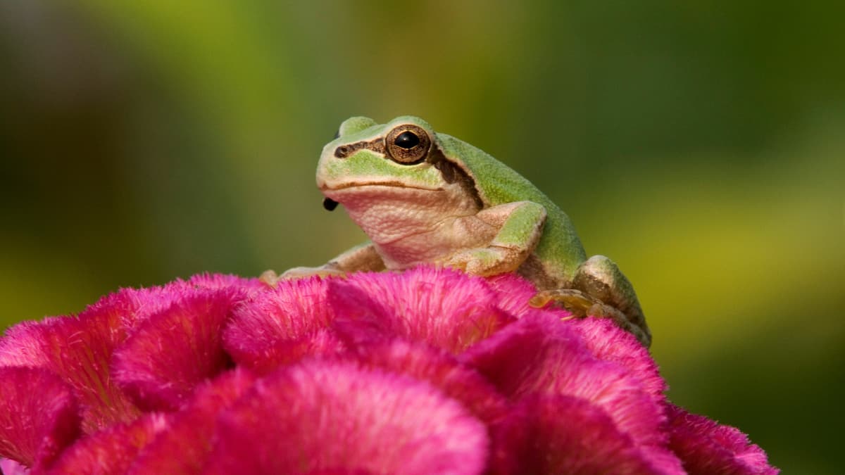 'แบคทีเรีย' ในกบญี่ปุ่น กำจัดก้อนมะเร็งหายเกลี้ยง แถมป้องกันการกลับมาเป็นซ้ำ