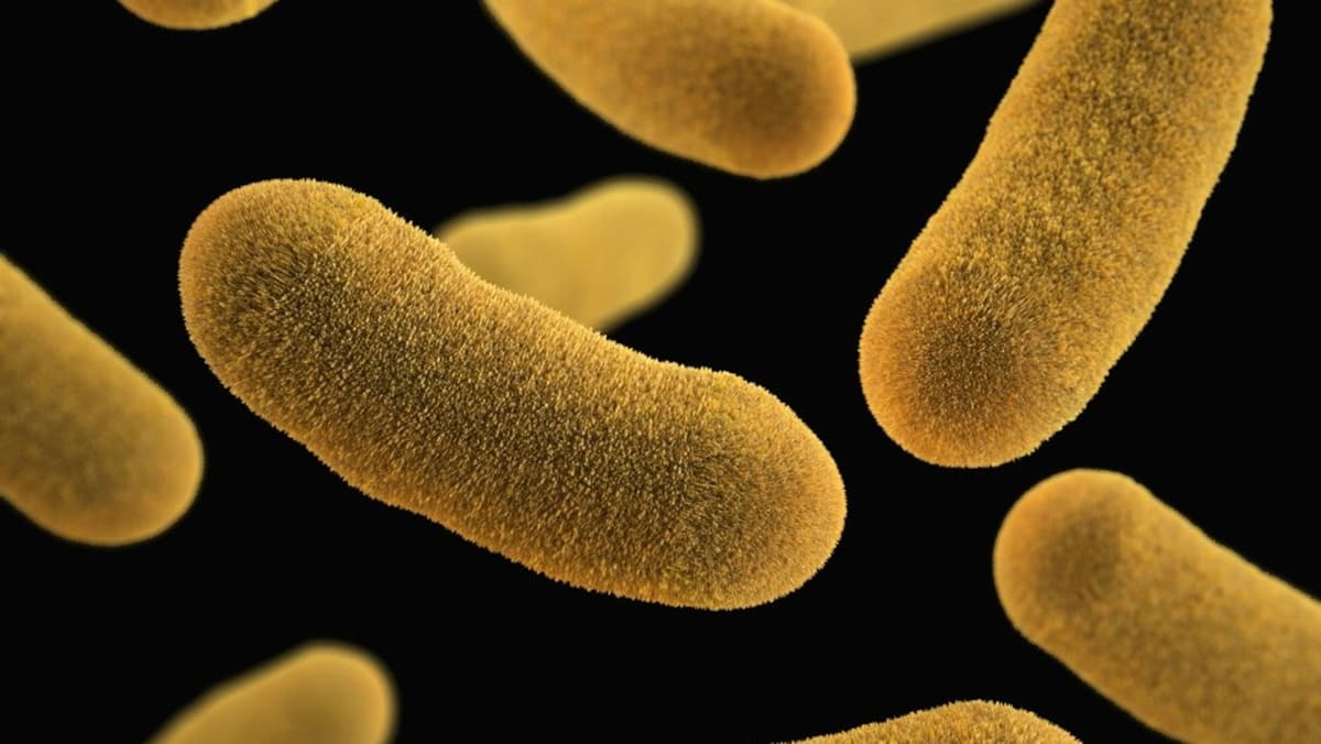 นักวิทย์แฮกแบคทีเรียเป็น 'ยาที่มีชีวิต' ตามล่าเซลล์มะเร็งแล้วทำลายตัวเองทิ้ง