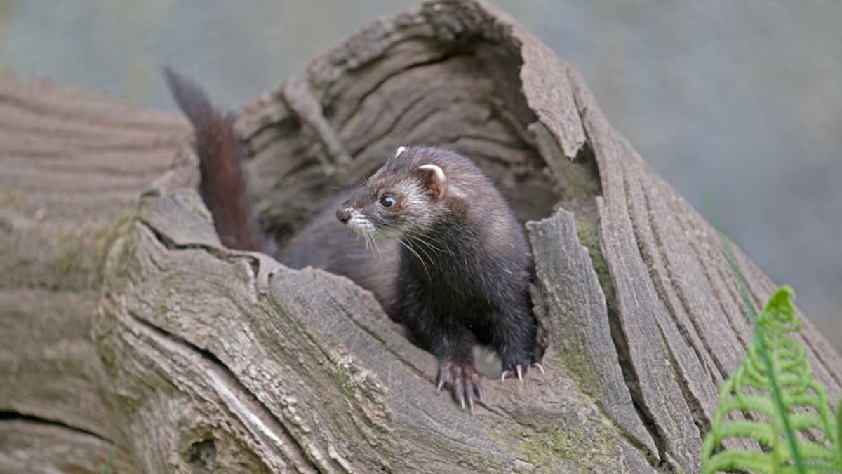 Apple โชว์เหนือ! เปิดตัว Ferret-UI Lite เอไอจิ๋วคุมหน้าจอเก่งเกินตัว ไม่ง้อเน็ต