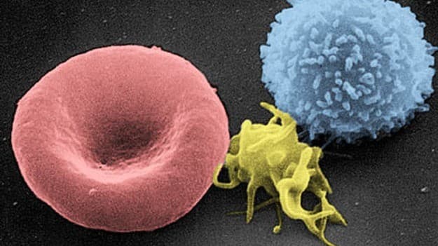 นักวิจัยค้นพบเซลล์ภูมิคุ้มกัน CD4-Eomes ช่วยกำจัดเซลล์เสื่อมสภาพ ชะลอวัยได้