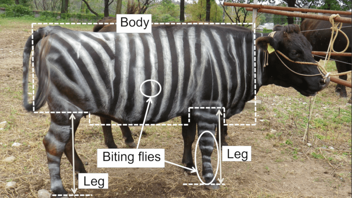 สรุป Ig Nobel 2025: นักวิจัยญี่ปุ่นค้นทาสีลาย ม้าลาย ให้วัวเพื่อไล่แมลงวัน และอื่นๆ