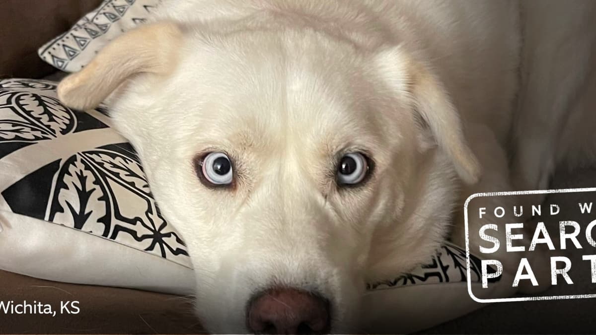 โป๊ะแตก! อีเมลหลุดแฉ Ring ใช้ฟีเจอร์ "ตามหาหมา" บังหน้า แท้จริงกะส่องคน