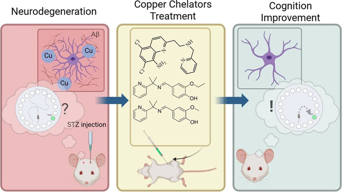 สารประกอบใหม่ฟื้นความจำหนูทดลองอัลไซเมอร์ได้ ทีมวิจัยเตรียมทดสอบคน