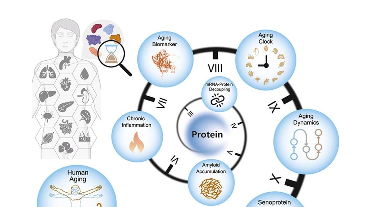งานวิจัยเผย ร่างกายมนุษย์แก่เร็วขึ้นแบบก้าวกระโดดเมื่ออายุแตะ 50 ปี